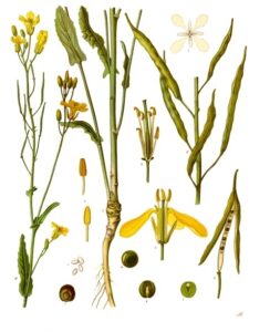 Koolzaad plantdelen